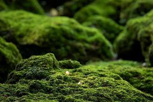 Schöne hellgrüne Moose bedecken die rauen Steine und den Boden im Wald. mit Makroansicht anzeigen. felsen voller moosstruktur in der natur für tapeten. foto