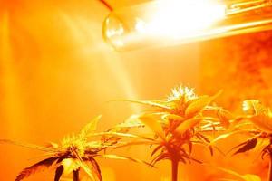 Anbau von Cannabis in Innenräumen unter künstlichen gelben Lampen foto