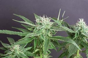 schöner blühender Cannabisbusch mit schneeweißen Knospen, die mit Trichomen übersät sind