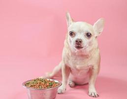 braun kurz Haar Chihuahua Hund Sitzung neben Hund Essen Schüssel auf Rosa Hintergrund, suchen beim Kamera, warten zum seine Mahlzeit. Haustiere Gesundheit oder Verhalten Konzept. foto