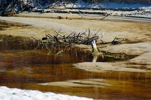 braun verwelkt Baum auf das Sand beim das Ufer foto