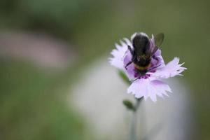 Hummel auf ein lila Blume im ein Grün Wiese auf ein Sommer- Tag foto