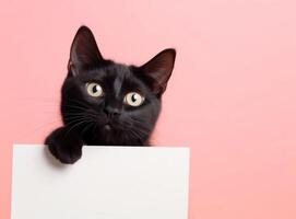 ein süß schwarz Katze halten leer Whiteboard auf isoliert Rosa Farbe Hintergrund, spielerisch und bezaubernd Haustier, generativ ai foto