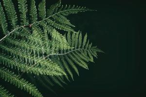 Original Grün Farn Blätter auf ein dunkel Hintergrund im das Wald auf ein Sommer- Tag foto