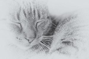 müde grau Tabby Katze im Nahansicht foto