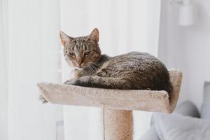 müde grau Tabby Katze im Nahansicht foto