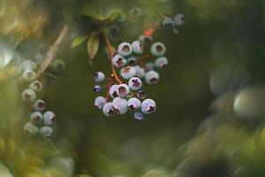 ökologisch amerikanisch Blaubeere auf das Busch im das Garten foto