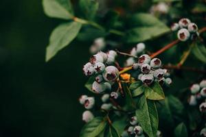 ökologisch amerikanisch Blaubeere auf das Busch im das Garten foto