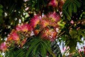 Frühling Blume Albizia julibrisin auf ein Baum auf ein warm Tag Nahansicht foto