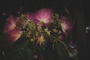 Frühling Blume Albizia julibrisin auf ein Baum auf ein warm Tag Nahansicht foto