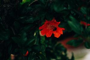 rot Granatapfel Blume auf ein Baum im das Garten auf ein Frühling Tag gegen ein Grün Hintergrund foto