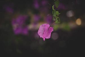 zart Rosa Bougainvillea Blume auf ein Baum auf ein warm Frühling Tag foto