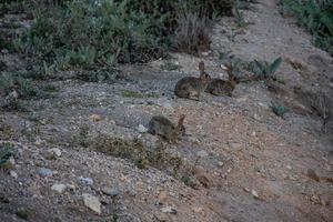 wenig wild grau Hase im natürlich Lebensraum im Spanien foto