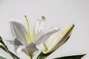 Lilly Blumen auf Weiß Hintergrund. Flora Hintergrund Hintergrund. foto