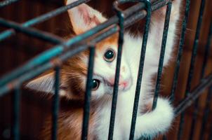Kätzchen in einem Käfig foto