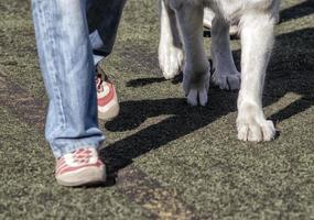 Person in roten Schuhen, die einen Hund gehen foto