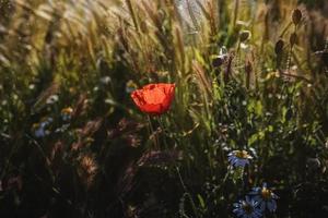 wild rot Mohnblumen auf ein Frühling Wiese im warm Sonnenschein foto