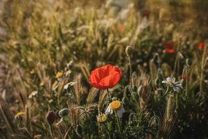 wild rot Mohnblumen auf ein Frühling Wiese im warm Sonnenschein foto