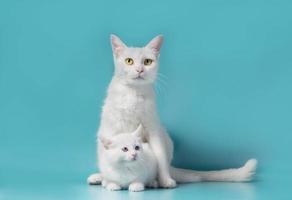weiße Katzen von Mutter und Kind foto