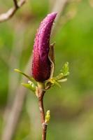 Makro-Magnolienknospe mit Tropfen bedeckt foto