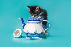 Kätzchen mit einem Teekessel foto