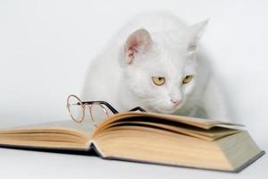 weiße Katze mit einem Buch und einer Brille foto