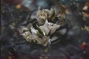 neugierig blühen Frühling Baum mit groß Blumen und Bokeh foto