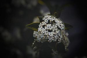 Weiß Blume auf das Busch Über Grün Hintergrund im Nahansicht im ein natürlich Umgebung Frühling Tag foto