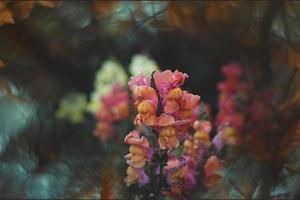 Sommer- bunt Blumen von Löwen Garten im Sonnenschein mit Bokeh foto