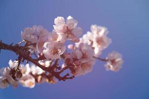 Blühen Obst Baum mit Weiß Blumen auf ein sonnig Frühling Tag foto