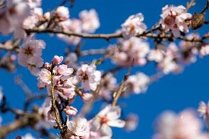 Blühen Obst Baum mit Weiß Blumen auf ein sonnig Frühling Tag foto