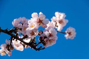 Blühen Obst Baum mit Weiß Blumen auf ein sonnig Frühling Tag foto