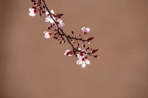 Blühen Obst Baum mit Weiß Blumen auf ein sonnig Frühling Tag foto