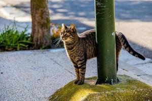 obdachlos Mann blind im einer Auge grau Tabby Katze auf das Straße foto