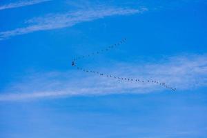 Hintergrund Herde von schwarz Vögel im das Himmel auf ein Weiß Hintergrund Textur zum Kunstwerk foto