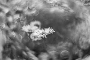 wenig Weiß Gänseblümchen auf das Rasen im Nahansicht mit Bokeh im das Sonne foto