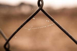 wenig zart Wasser Tropfen auf ein Spinne Netz im Nahansicht auf ein nebelig Tag foto