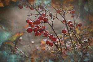 rot Zier Früchte auf das Ranke im Herbst Tag im Sonnenuntergang und Bokeh Licht foto