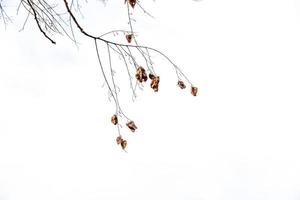 zart golden Herbst Blatt auf ein Licht Hintergrund im Minimalismus Nahansicht foto