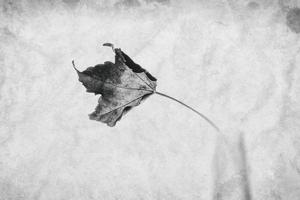 zart golden Herbst Blatt auf ein Licht Hintergrund im Minimalismus Nahansicht foto