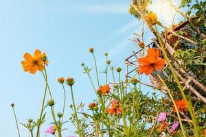 Gelb Kosmos Blumen Feld beim aus Tür mit Blau Himmel ,Natur Hintergrund. foto