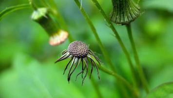 Makro Foto von Sonnenblumen Das haben gefallen im das Garten