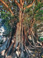 groß alt Ficus Baum im alicante Spanien foto