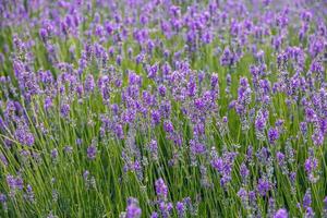 lila Lavendel Blume wachsend im ein warm Grün Sommer- Garten im das Strahlen von das Sonne foto