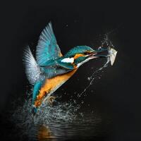 verbreitet europäisch Eisvogel Fluss Eisvogel fliegend nach entstehenden von Wasser mit gefangen Fisch Beute im Schnabel ai generativ foto