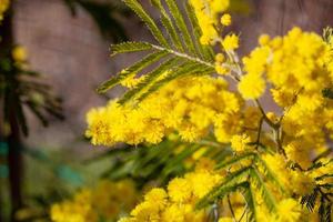 Mimosenbaum in einem Feld foto