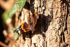 Schmetterling auf einem Baumstamm foto