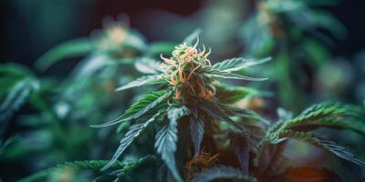 schön Blühen Cannabis Knospe, Marihuana Grün Pflanze generativ ai foto