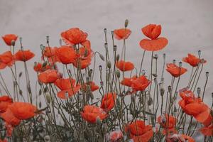 rot Sommer- Mohn Blumen auf ein Licht Hintergrund foto