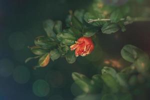 Orange Blume im ein Frühling Baum gegen ein Hintergrund von Grün Blätter foto